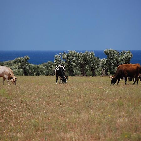 Masseria Palombara Grande 오스투니 외부 사진
