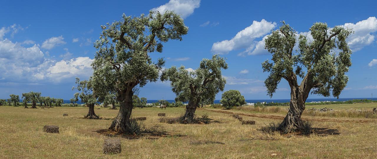 Masseria Palombara Grande 오스투니 외부 사진